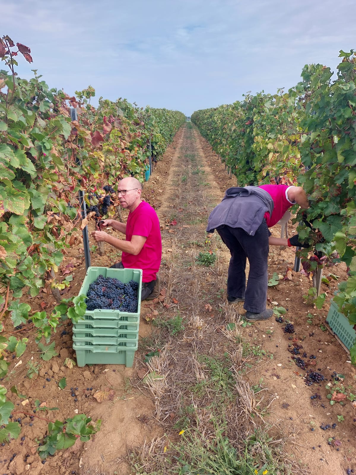 caisse raisin vendange