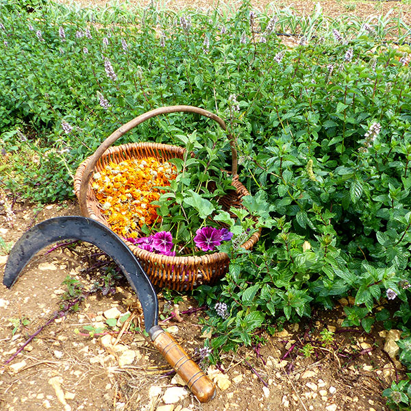 Récolte plantes aromatiques