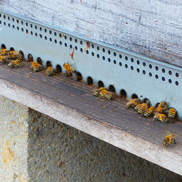 miel abeille ruche Loudun